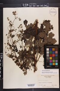 Thalictrum amphibolum image