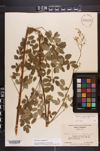 Thalictrum amphibolum image