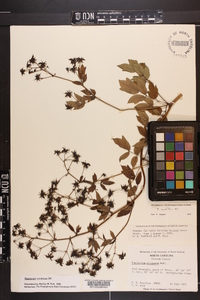 Thalictrum amphibolum image