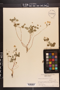 Thalictrum thalictroides image