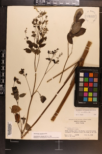 Thalictrum amphibolum image