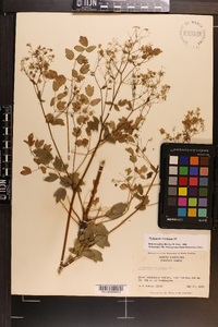 Thalictrum amphibolum image