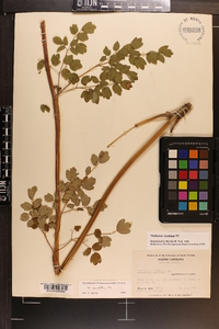 Thalictrum amphibolum image