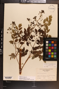 Thalictrum amphibolum image