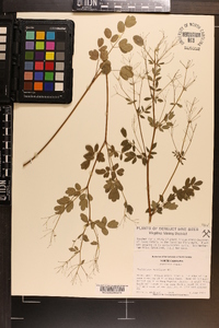 Thalictrum amphibolum image