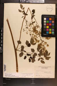 Thalictrum amphibolum image