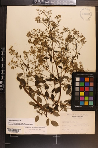 Thalictrum amphibolum image