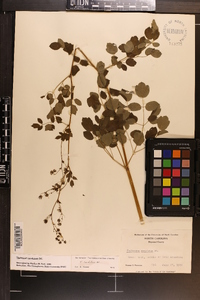 Thalictrum amphibolum image