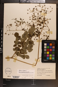 Thalictrum amphibolum image