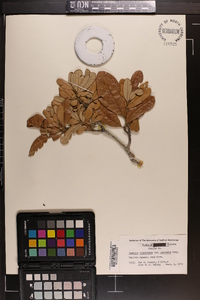 Quercus virginiana image