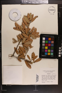 Quercus virginiana image