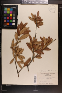 Quercus virginiana image