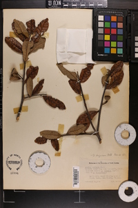 Quercus virginiana image