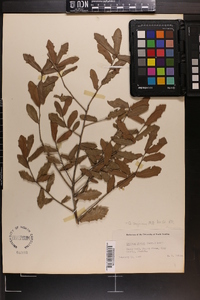 Quercus virginiana image