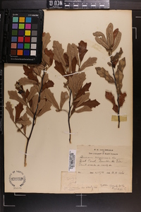 Quercus virginiana image