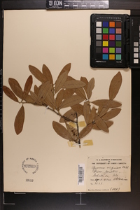 Quercus virginiana image