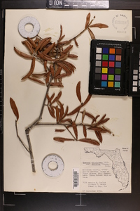 Quercus virginiana image