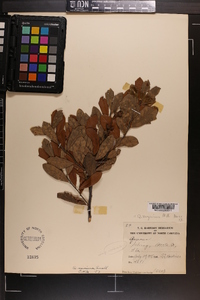 Quercus virginiana image