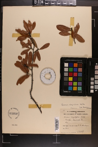 Quercus virginiana image