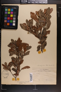 Quercus virginiana image