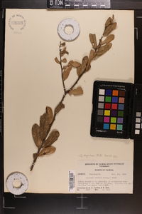 Quercus virginiana image