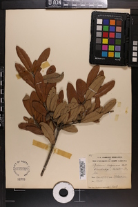 Quercus virginiana image