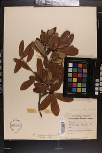 Quercus virginiana image