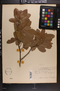 Quercus virginiana image