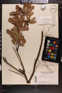 Quercus virginiana image