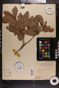 Quercus virginiana image