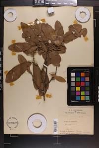 Quercus virginiana image