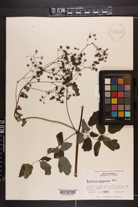 Thalictrum polygamum image