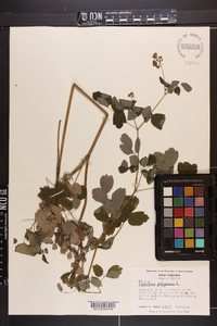 Thalictrum polygamum image