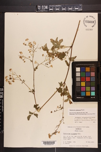 Thalictrum pubescens image