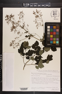 Thalictrum pubescens var. hepaticum image