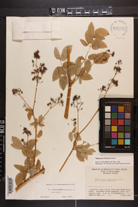 Thalictrum pubescens image
