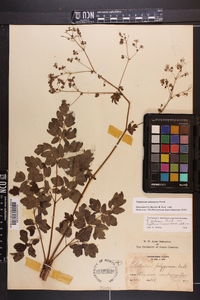 Thalictrum pubescens image