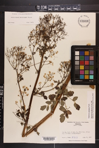 Thalictrum pubescens image