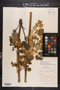 Thalictrum pubescens image