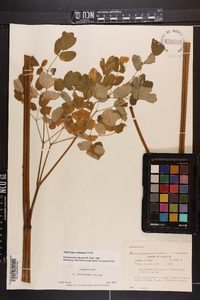 Thalictrum pubescens image