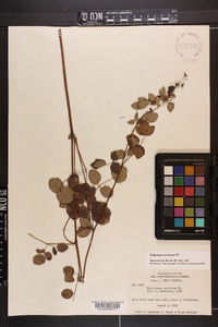 Thalictrum amphibolum image