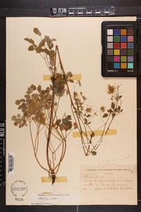 Thalictrum dioicum image