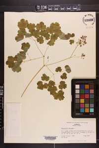 Thalictrum dioicum image