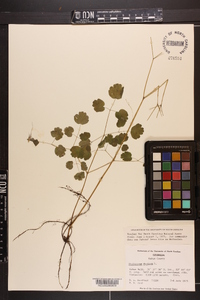 Thalictrum dioicum image