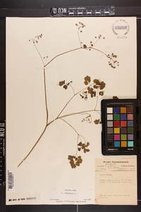 Thalictrum dioicum image