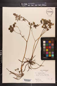 Thalictrum dioicum image