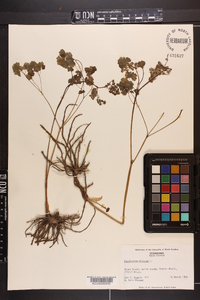 Thalictrum dioicum image