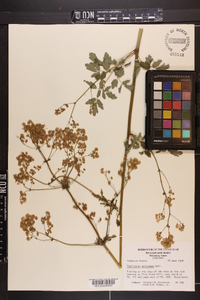 Thalictrum polygamum image