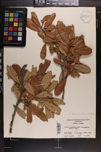 Quercus virginiana image