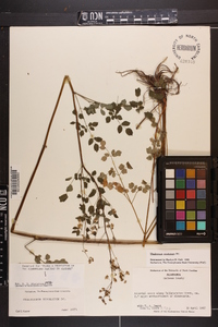 Thalictrum amphibolum image